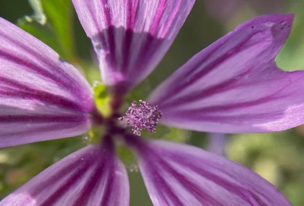 Mauve Sylvestre